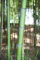 Phyllostachys propinqua 1