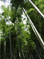 Phyllostachys pubescens