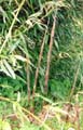 Phyllostachys viridiglaucescens