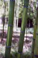 Phyllostachys viridis ´Houzeau´