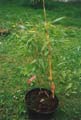 Phyllostachys vivax ´Huanwenzhu´revertujici ve P_v_ ´Aureocaulis´