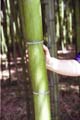 Phyllostachys vivax 2