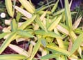 Pleioblastus viridistriatus