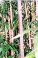 Semiarundinaria fastuosa 2