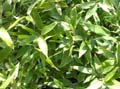 Shibatea kumasaca